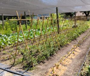 Lee más sobre el artículo Proyecto de recuperación del Tomate Criollo: un compromiso con la biodiversidad y la Soberanía Alimentaria