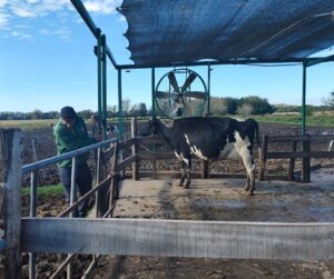 Lee más sobre el artículo Jura de clasificación de vacas de rodeo en el tambo