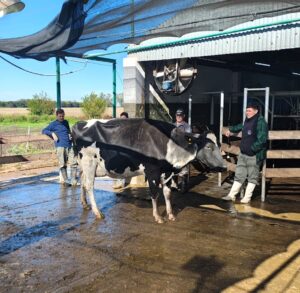 Lee más sobre el artículo Jura de vacas a campo organizada en el marco de Todo Láctea 2025 para Escuelas Agrotécnicas.
