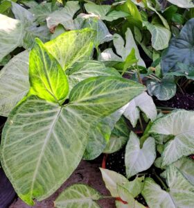 Lee más sobre el artículo Producción de plantas tropicales para interiores