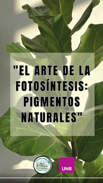 Lee más sobre el artículo Arrancamos con el proyecto “El arte de la fotosíntesis: pigmentos naturales”