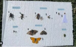 Lee más sobre el artículo Trabajo Práctico centrado en la morfología de los insectos.