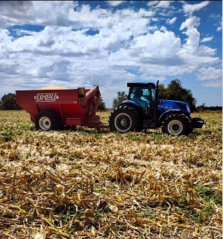 Lee más sobre el artículo Nueva cosecha de maíz
