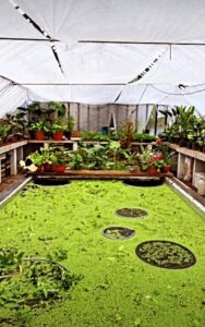 Lee más sobre el artículo Avances en el reacondicionamiento de nuestro vivero de vidrio.