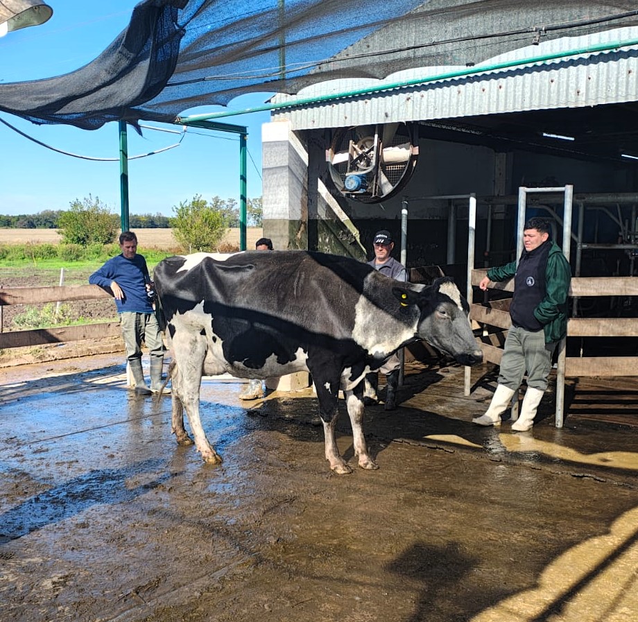 Lee más sobre el artículo Jura de vacas a campo organizada en el marco de Todo Láctea 2025 para Escuelas Agrotécnicas.
