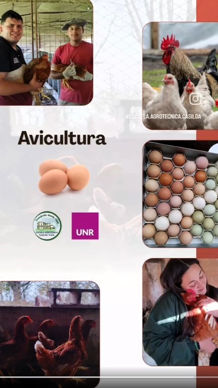 Lee más sobre el artículo Visita al sector didáctico – productivo Avicultura