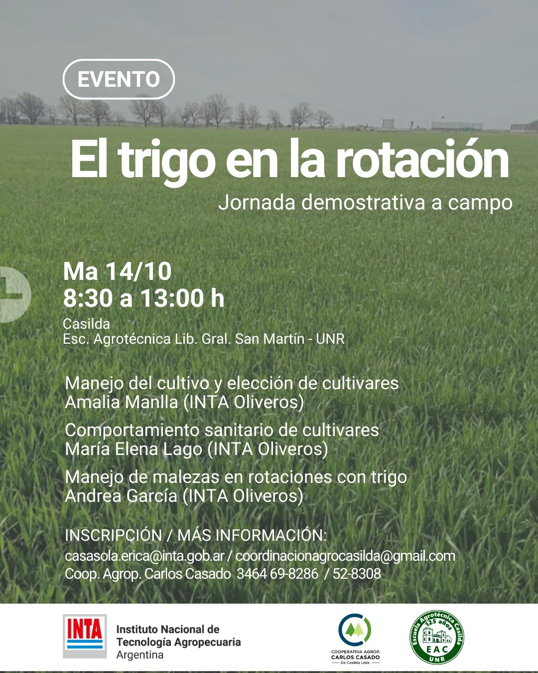 Lee más sobre el artículo El trigo en la rotación