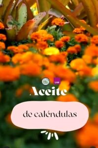 Lee más sobre el artículo El Sector Horticultura organiza una actividad sobre preparación de aceite de caléndulas