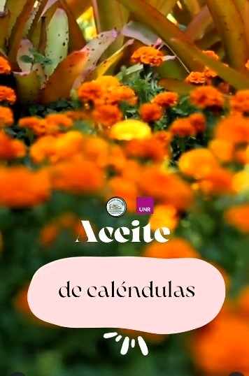 Lee más sobre el artículo El Sector Horticultura organiza una actividad sobre preparación de aceite de caléndulas