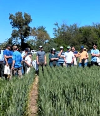 Lee más sobre el artículo Se desarrolló la Jornada demostrativa a campo “El trigo en rotación”.