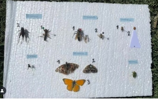 Lee más sobre el artículo Trabajo Práctico centrado en la morfología de los insectos.
