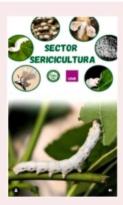 Lee más sobre el artículo Visitamos el sector Sericicultura.