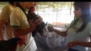 Lee más sobre el artículo Control y cuidado animal en el Sector Avicultura.