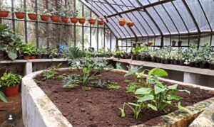 Lee más sobre el artículo Reacondicionamiento del vivero de vidrio.