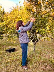 Lee más sobre el artículo Comenzamos con la cosecha de limones