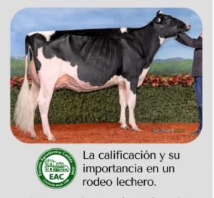 Lee más sobre el artículo Charla sobre “La calificación y su importancia en un rodeo lechero”.