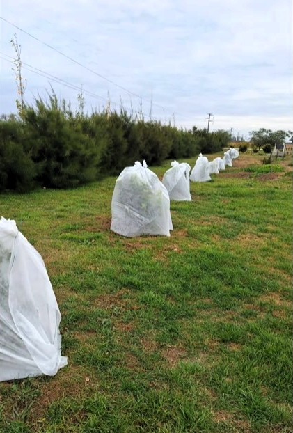 Lee más sobre el artículo Colocación de mallas antiheladas en los árboles de cítricos.
