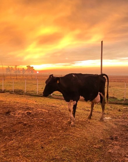 Lee más sobre el artículo Incorporación de una vaca lechera preñada.